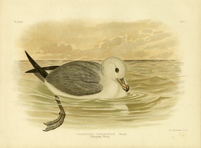 Silvery-Grey Petrel, 1891 by Gracius Broinowski